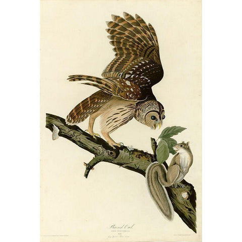 Barred Owl White Modern Wood Framed Art Print by Vintage Apple Collection