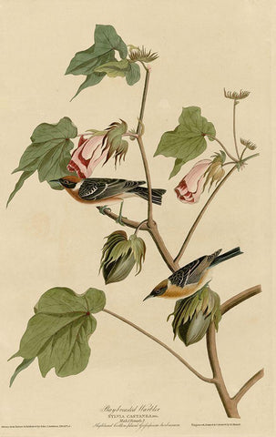 Bay Breasted Warbler Black Ornate Wood Framed Art Print with Double Matting by Vintage Apple Collection