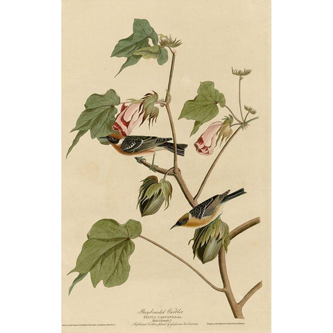 Bay Breasted Warbler White Modern Wood Framed Art Print by Vintage Apple Collection