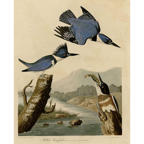 Belted Kingfisher Gold Ornate Wood Framed Art Print with Double Matting by Vintage Apple Collection