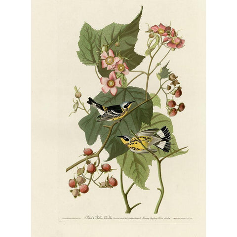 Black And Yellow Warblers Gold Ornate Wood Framed Art Print with Double Matting by Vintage Apple Collection