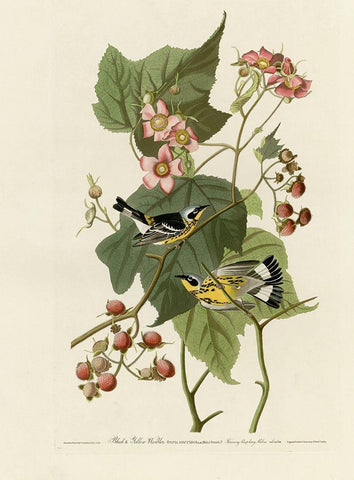 Black And Yellow Warblers Black Ornate Wood Framed Art Print with Double Matting by Vintage Apple Collection