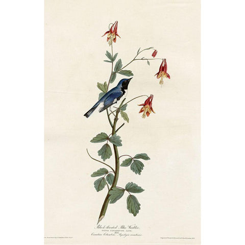 Black Throated Blue Warbler White Modern Wood Framed Art Print by Vintage Apple Collection