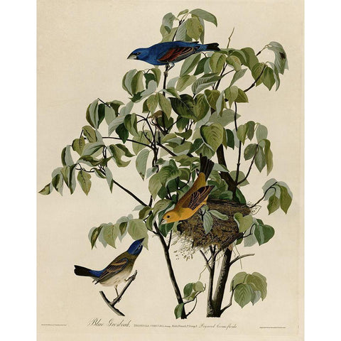 Blue Grosbeak Black Modern Wood Framed Art Print with Double Matting by Vintage Apple Collection