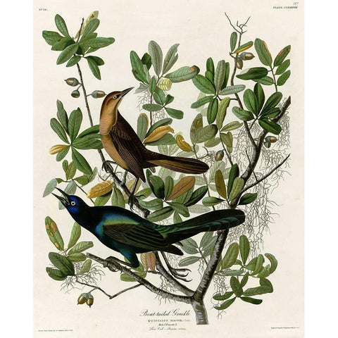 Boat Tailed Grackle Gold Ornate Wood Framed Art Print with Double Matting by Vintage Apple Collection