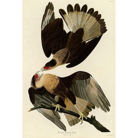 Brasilian Caracara Eagle Black Modern Wood Framed Art Print with Double Matting by Vintage Apple Collection