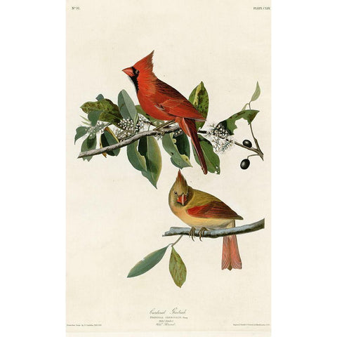 Cardinal Grosbeak Black Modern Wood Framed Art Print with Double Matting by Vintage Apple Collection