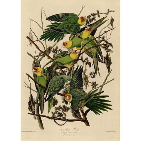 Carolina Parrot Gold Ornate Wood Framed Art Print with Double Matting by Vintage Apple Collection