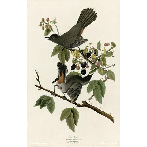 Catbird Black Modern Wood Framed Art Print by Vintage Apple Collection