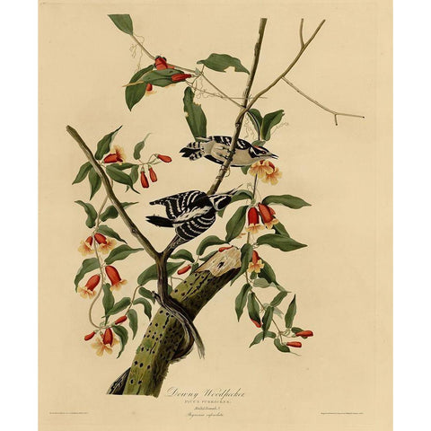 Downy Woodpecker Black Modern Wood Framed Art Print with Double Matting by Vintage Apple Collection