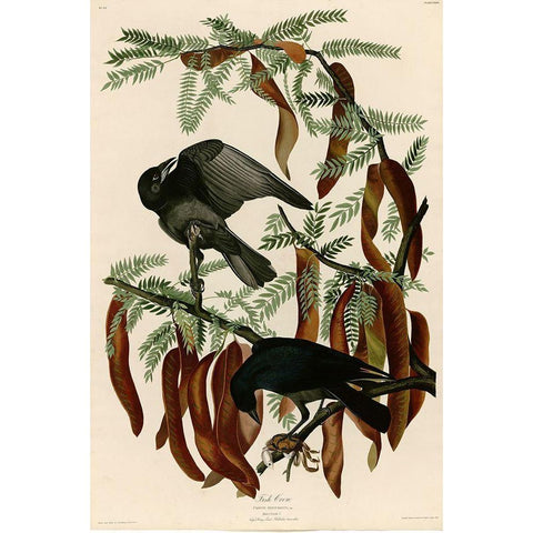 Fish Crow Black Modern Wood Framed Art Print with Double Matting by Vintage Apple Collection