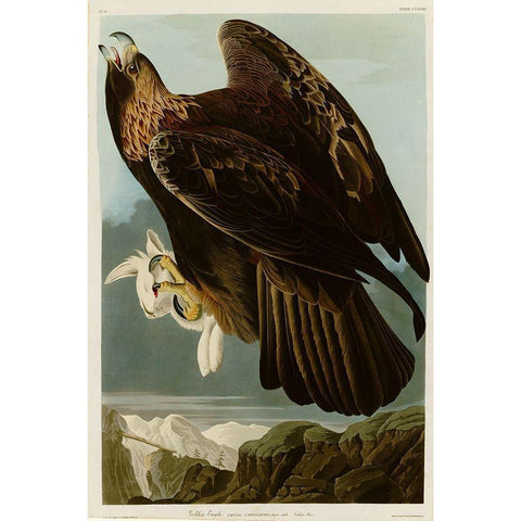 Golden Eagle White Modern Wood Framed Art Print by Vintage Apple Collection