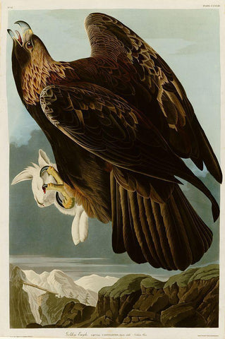 Golden Eagle Black Ornate Wood Framed Art Print with Double Matting by Vintage Apple Collection