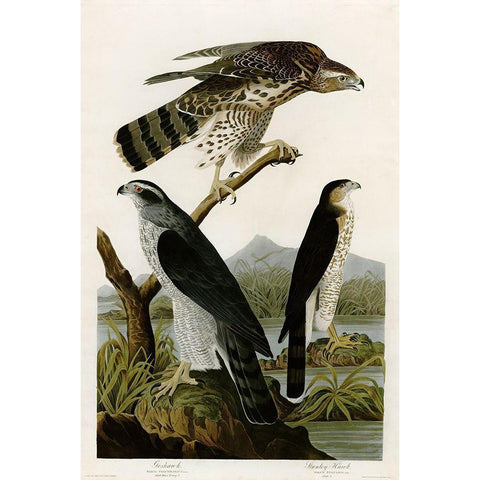 Goshawk Stanley Hawk White Modern Wood Framed Art Print by Vintage Apple Collection