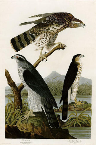 Goshawk Stanley Hawk Black Ornate Wood Framed Art Print with Double Matting by Vintage Apple Collection