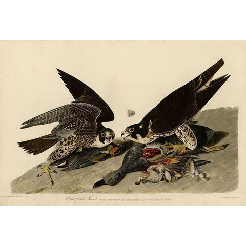 Greatfooted Hawk Gold Ornate Wood Framed Art Print with Double Matting by Vintage Apple Collection