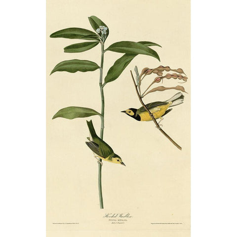 Hooded Warbler Gold Ornate Wood Framed Art Print with Double Matting by Vintage Apple Collection