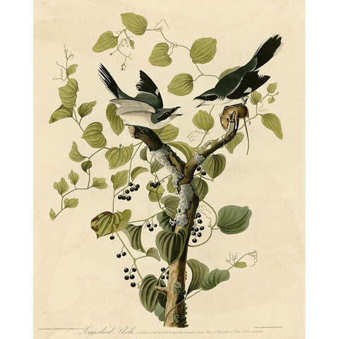 Loggerhead Shrike Gold Ornate Wood Framed Art Print with Double Matting by Vintage Apple Collection