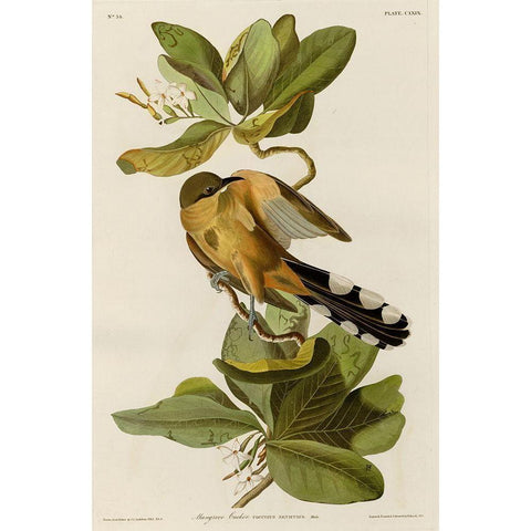 Mangrove Cuckoo White Modern Wood Framed Art Print by Vintage Apple Collection