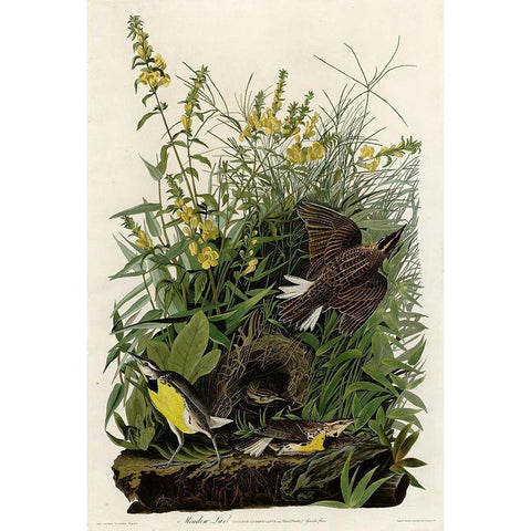 Meadow Lark Gold Ornate Wood Framed Art Print with Double Matting by Vintage Apple Collection