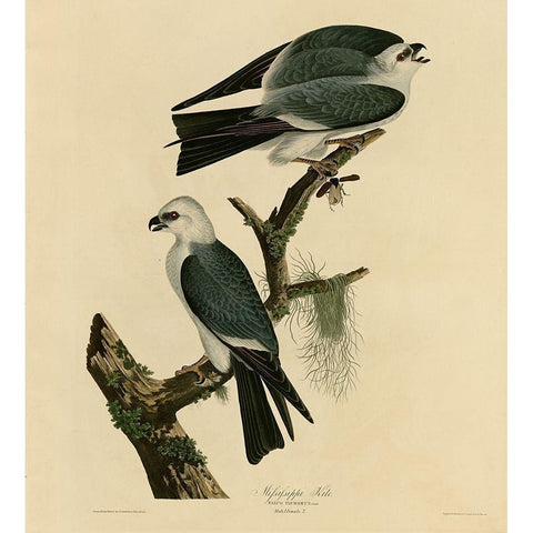 Mississippi Kite White Modern Wood Framed Art Print by Vintage Apple Collection