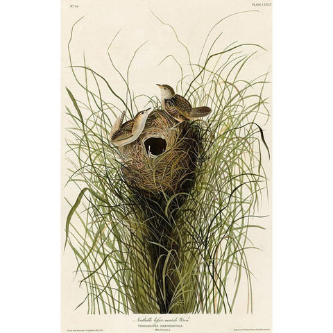 Nuttalls Lesser-Marsh Wren Gold Ornate Wood Framed Art Print with Double Matting by Vintage Apple Collection