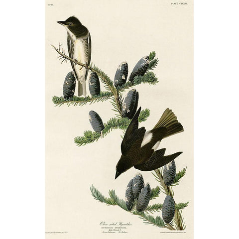 Olive Sided Flycatcher Black Modern Wood Framed Art Print by Vintage Apple Collection