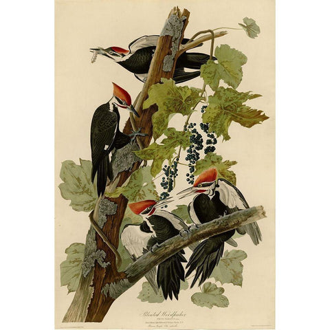 Pileated Woodpecker Black Modern Wood Framed Art Print with Double Matting by Vintage Apple Collection