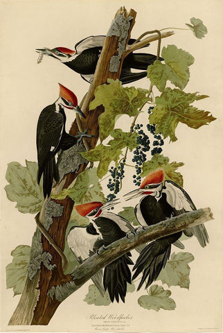 Pileated Woodpecker Black Ornate Wood Framed Art Print with Double Matting by Vintage Apple Collection