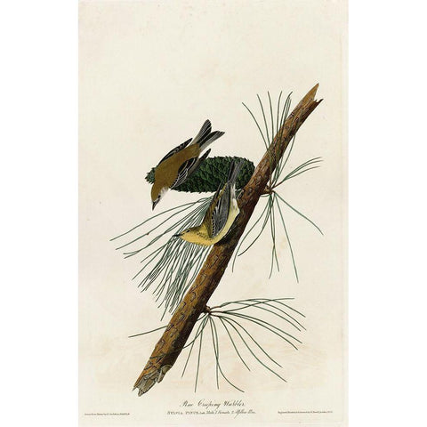 Pine Creeping Warbler White Modern Wood Framed Art Print by Vintage Apple Collection