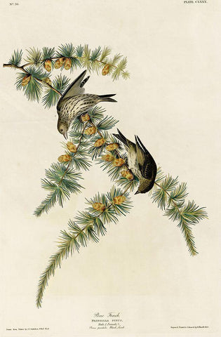 Pine Finch Black Ornate Wood Framed Art Print with Double Matting by Vintage Apple Collection