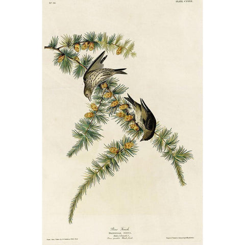 Pine Finch White Modern Wood Framed Art Print by Vintage Apple Collection