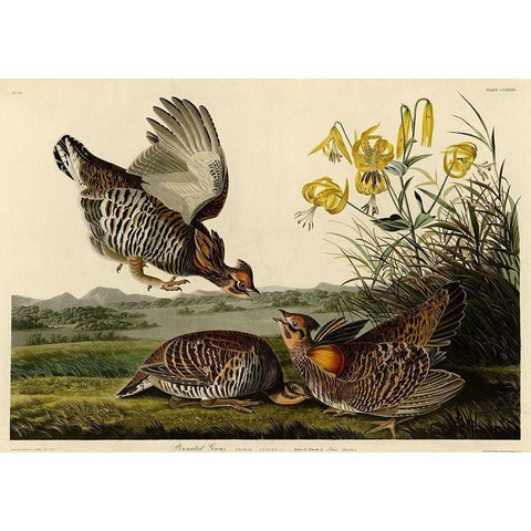 Pinnated Grouse Gold Ornate Wood Framed Art Print with Double Matting by Vintage Apple Collection