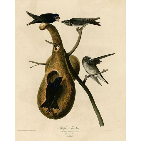 Purple Martin Black Modern Wood Framed Art Print with Double Matting by Vintage Apple Collection