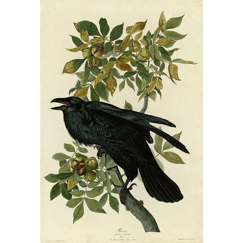 Raven White Modern Wood Framed Art Print by Vintage Apple Collection