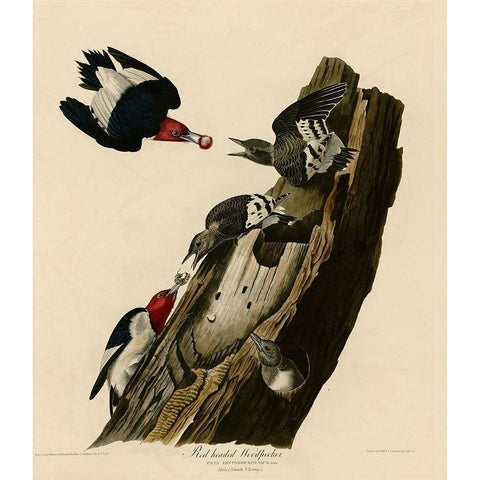 Red Headed Woodpecker Black Modern Wood Framed Art Print with Double Matting by Vintage Apple Collection