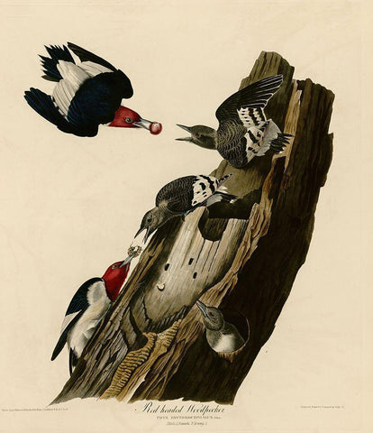 Red Headed Woodpecker Black Ornate Wood Framed Art Print with Double Matting by Vintage Apple Collection