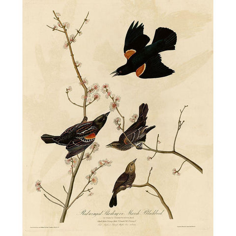 Redwinged Starling White Modern Wood Framed Art Print by Vintage Apple Collection