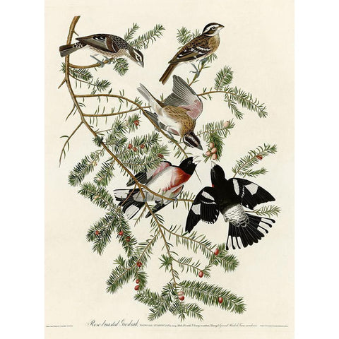 Rose Breasted Grosbeak White Modern Wood Framed Art Print by Vintage Apple Collection