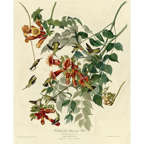 Rubythroated Hummingbird Gold Ornate Wood Framed Art Print with Double Matting by Vintage Apple Collection