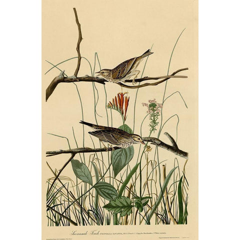 Savannah Finch Black Modern Wood Framed Art Print by Vintage Apple Collection