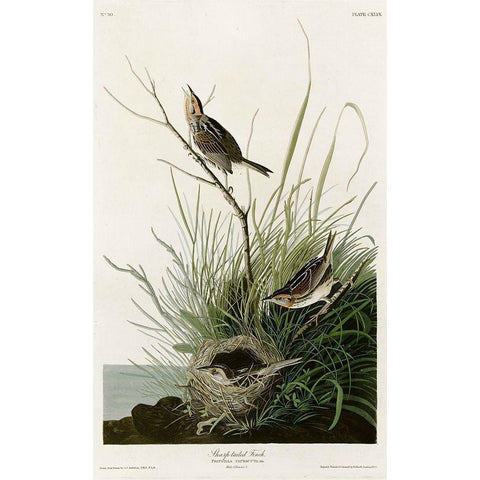 Sharp Tailed Finch Gold Ornate Wood Framed Art Print with Double Matting by Vintage Apple Collection