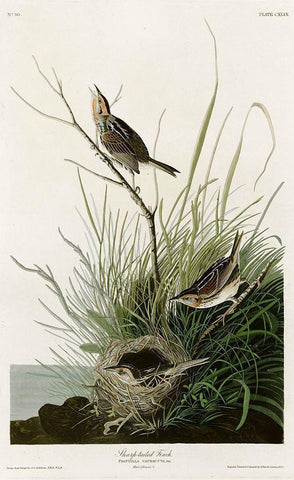 Sharp Tailed Finch Black Ornate Wood Framed Art Print with Double Matting by Vintage Apple Collection