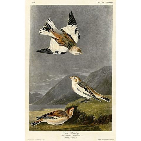 Snow Bunting Black Modern Wood Framed Art Print with Double Matting by Vintage Apple Collection