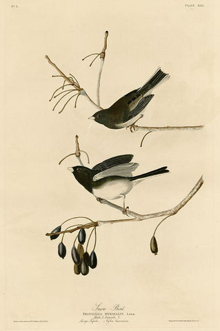 Snowbird White Modern Wood Framed Art Print with Double Matting by Vintage Apple Collection