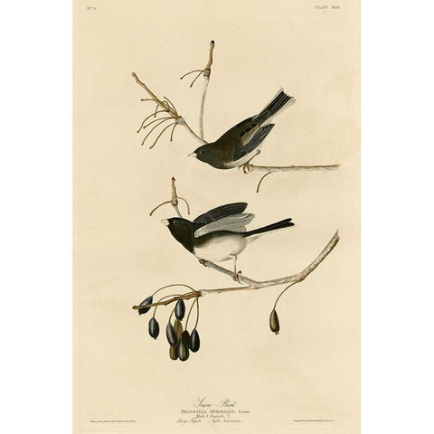 Snowbird White Modern Wood Framed Art Print by Vintage Apple Collection