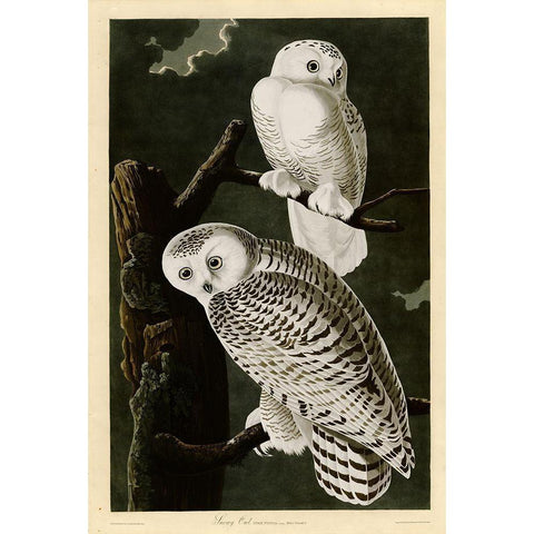 Snowy Owl Gold Ornate Wood Framed Art Print with Double Matting by Vintage Apple Collection