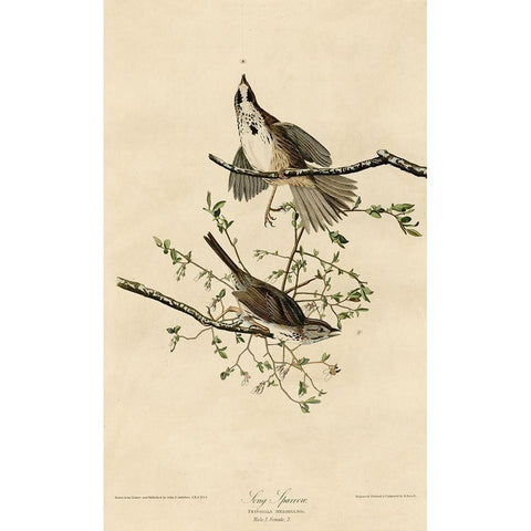 Song Sparrow White Modern Wood Framed Art Print by Vintage Apple Collection