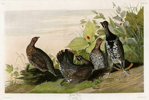 Spotted Grouse Black Ornate Wood Framed Art Print with Double Matting by Vintage Apple Collection