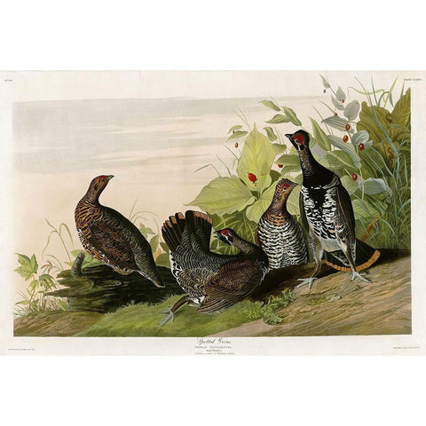 Spotted Grouse Black Modern Wood Framed Art Print with Double Matting by Vintage Apple Collection